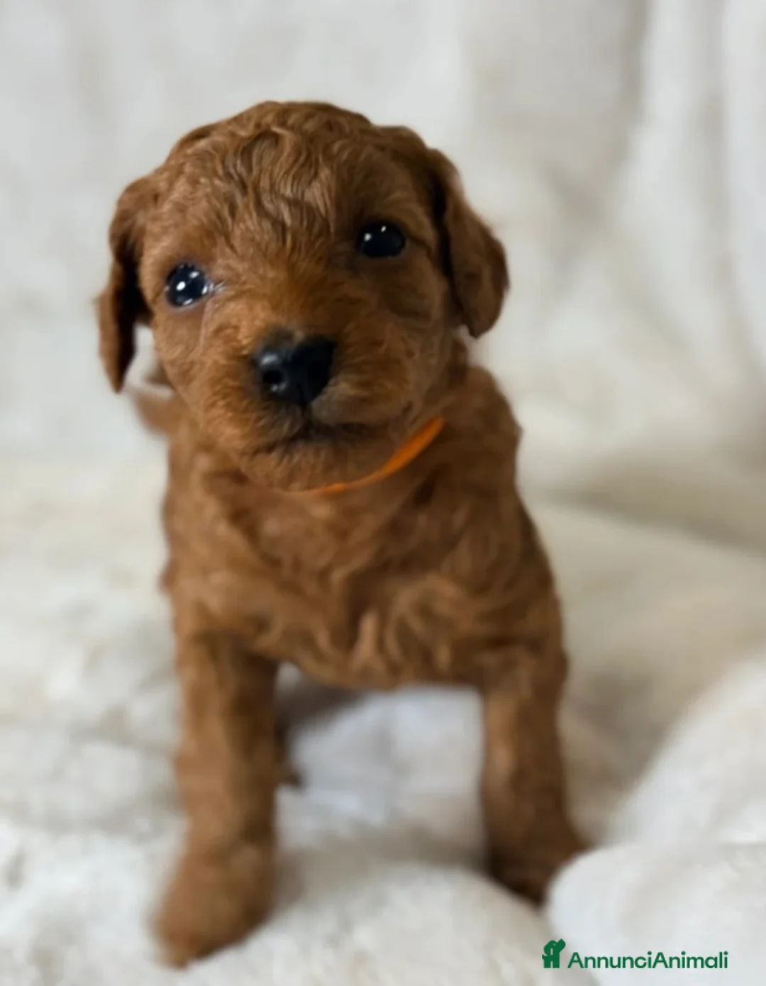 Barboncino Toy cani in vendita: Cuccioli di barboncino Toy rosso asiatico Toy barb - Annuncio 9