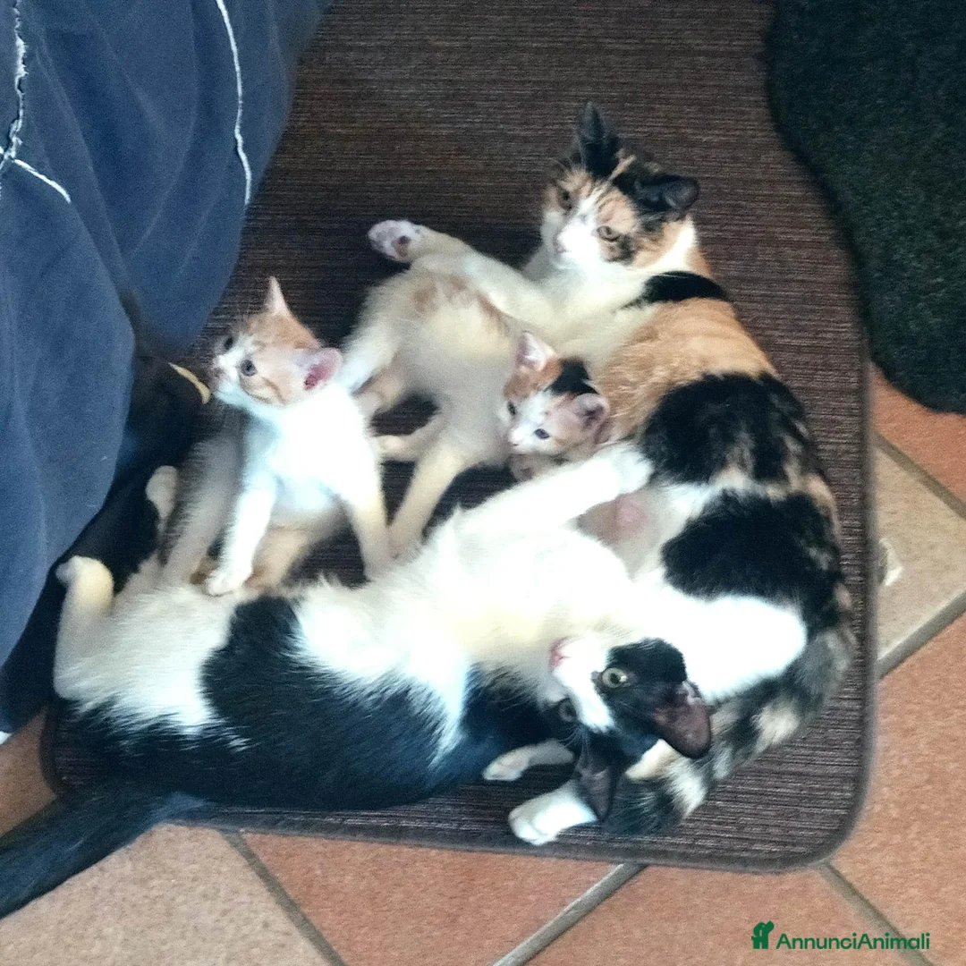 Europeo gatti in regalo: GATTINO 2 MESI a Provincia di Varese - Annuncio 2