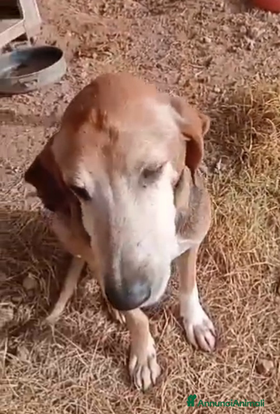 Segugio cani in regalo: Segugio 8ANNI A CATENA CORTA!!! PUGLIA a Città metropolitana di Milano - Annuncio 4