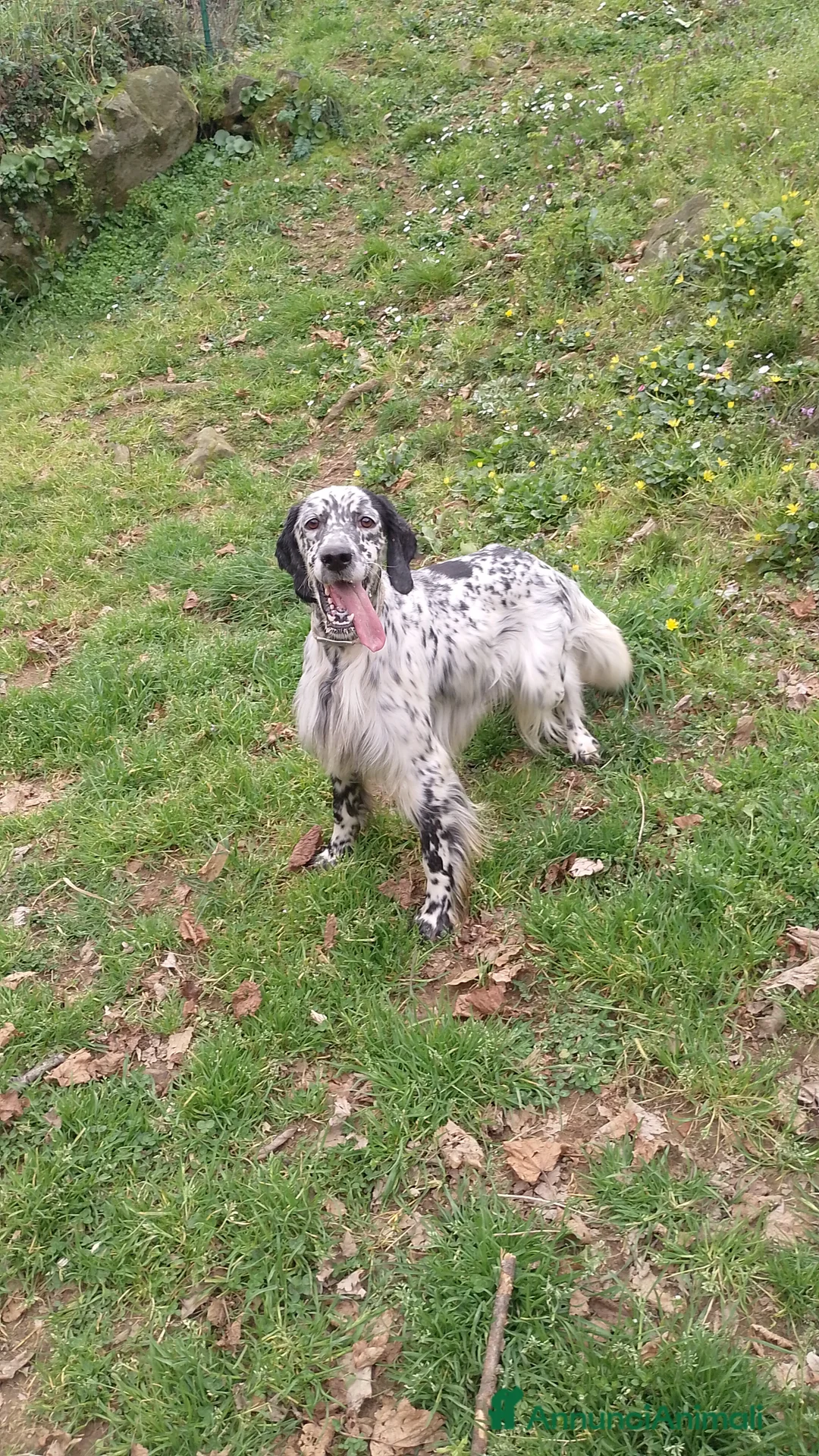 Setter Inglese cani in regalo: Regalo setter inglese maschio  a Città Metropolitana di Genova - Annuncio 4
