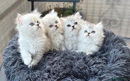 Persiano gatti in vendita: Gattini persiani Chinchilla e Himalayani  a Provincia di Ravenna - Immagine 1
