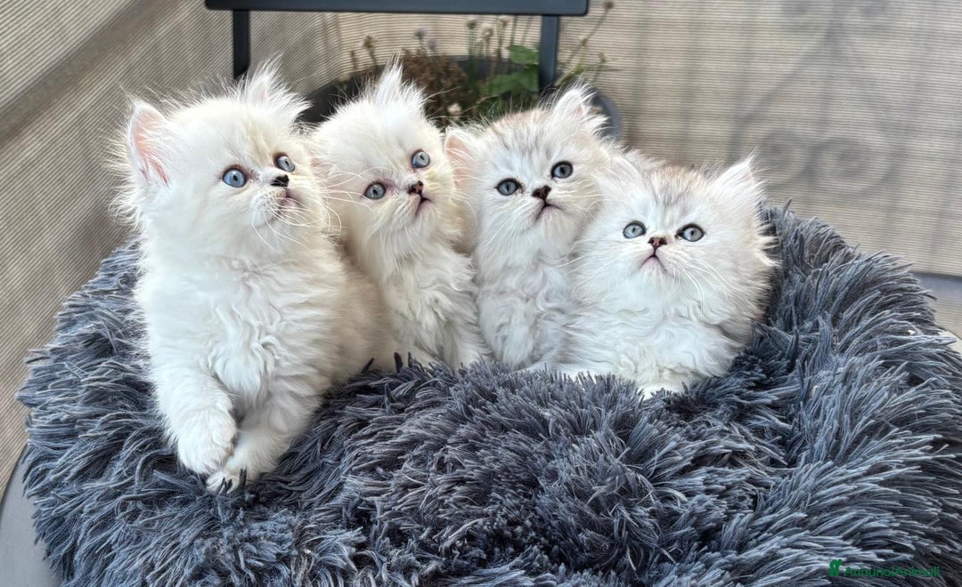 Persiano gatti in vendita: Gattini persiani Chinchilla e Himalayani  a Provincia di Ravenna - Immagine 1
