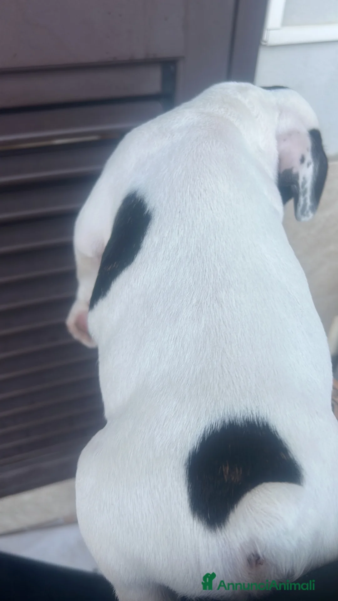 Bulldog Francese cani in vendita: Cuccioli di bulldog francese  - Annuncio 4