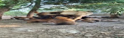 Pastore Belga cani in vendita: Cuccioli Pastore Belga Malinois in Puglia  - Annuncio 8