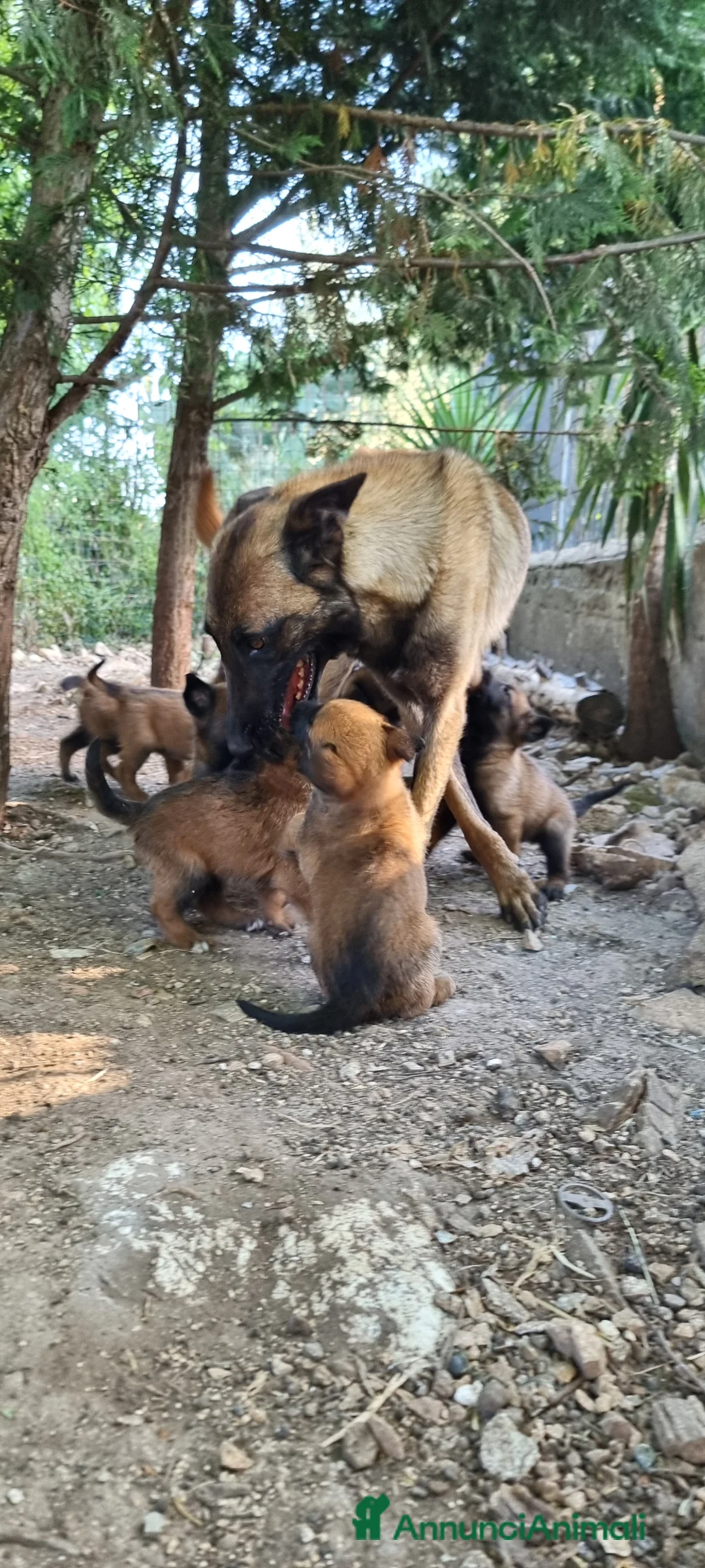 Pastore Belga cani in vendita: Cuccioli Pastore Belga Malinois in Puglia  - Annuncio 8