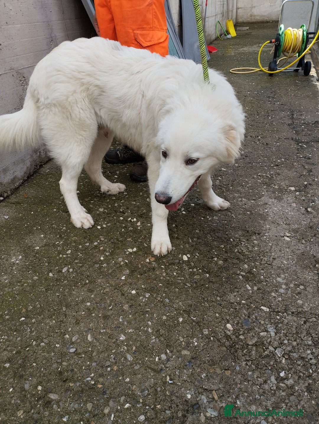 Pastore Maremmano cani in regalo: Meraviglioso White! a Provincia di Viterbo - Annuncio 3