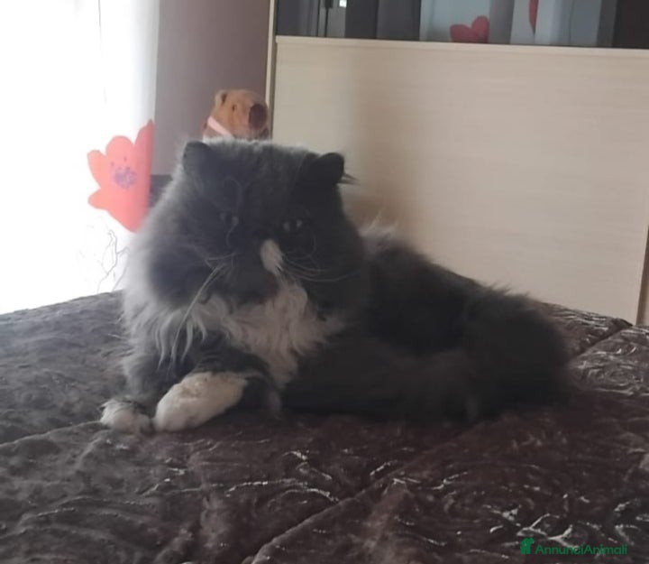 Persiano gatti Gattini persiani ed Exotic Shortair  - Annuncio 1