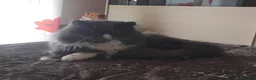 Persiano gatti in vendita: Gattini persiani ed Exotic Shortair  - Annuncio 1