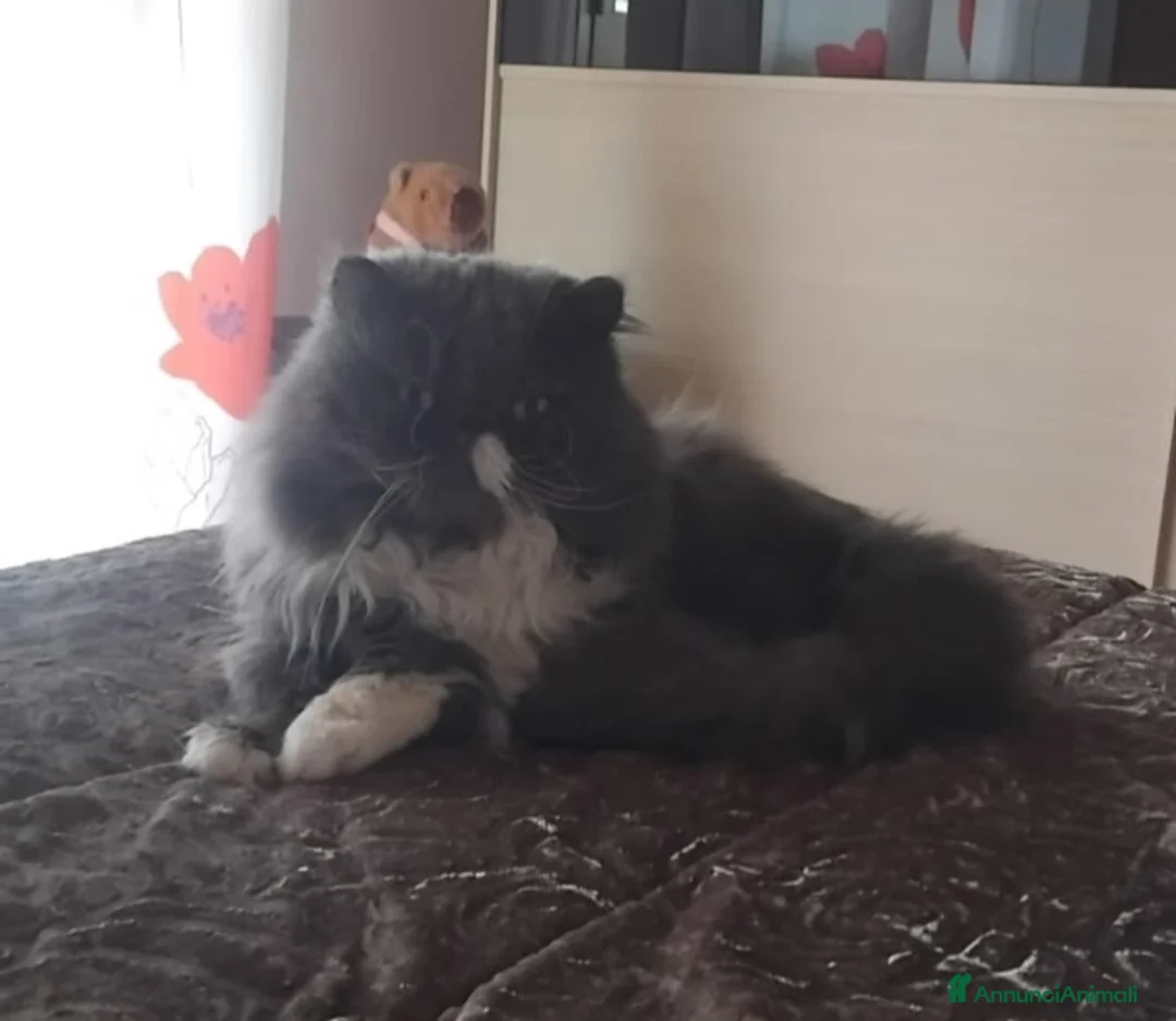 Persiano gatti in vendita: Gattini persiani ed Exotic Shortair  - Annuncio 1