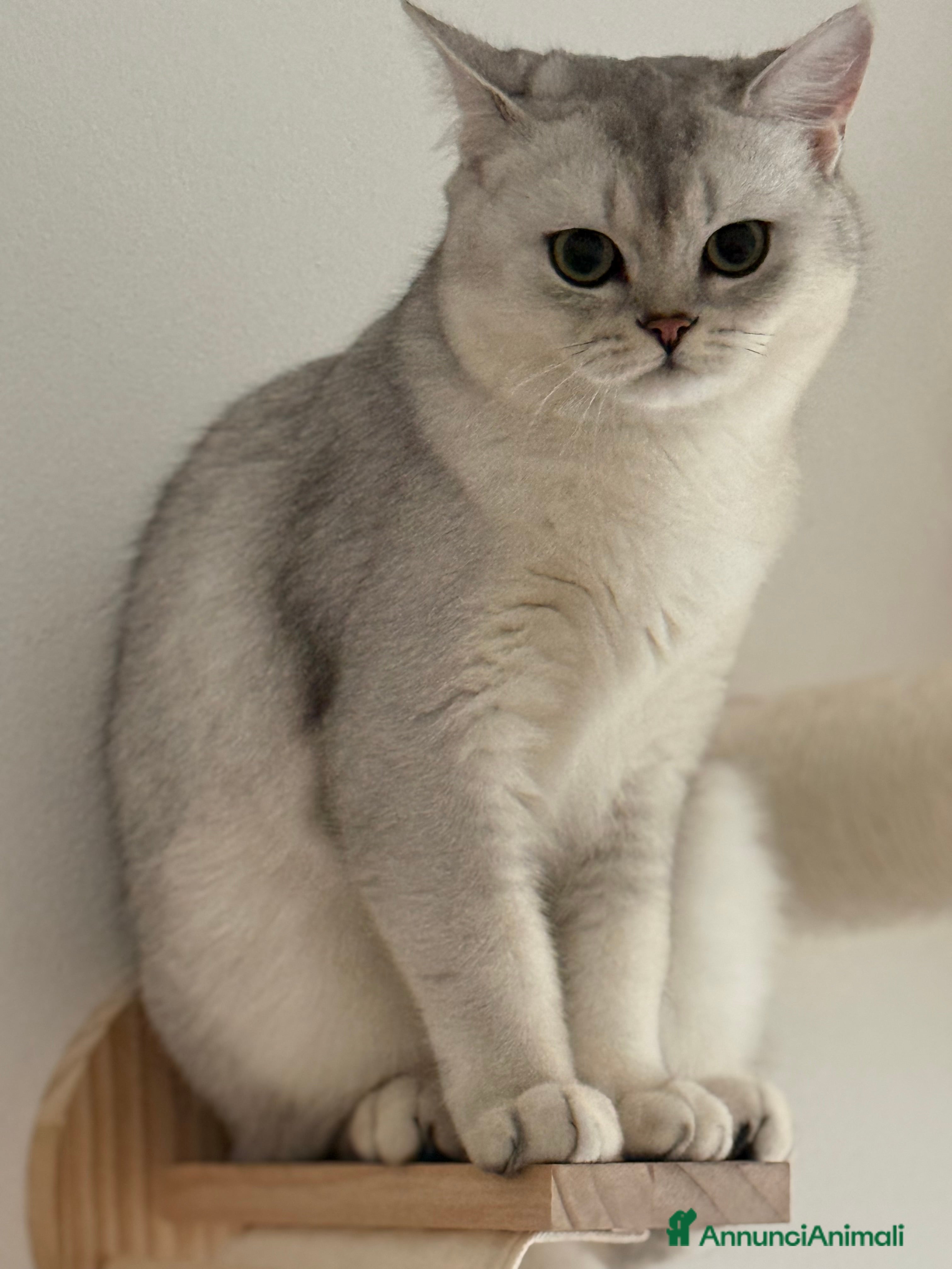 Scottish gatti in vendita: Scottish Straight  - Annuncio 2