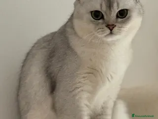 Scottish gatti in vendita: Scottish Straight - Annuncio 2