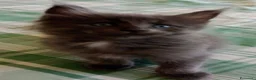 Maine Coon gatti in vendita: Gattini Maine Coon  - Annuncio 3