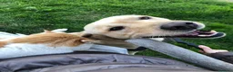 Labrador cani in regalo: A Bologna, Labrador, 7 anni   - Annuncio 5