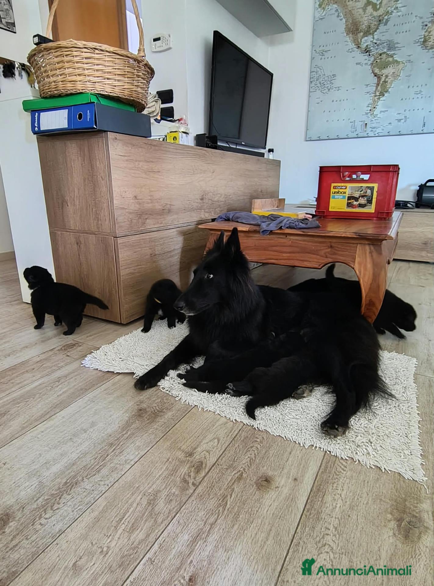 Pastore Belga cani Cuccioli pastore belga Groenendael - Annuncio 19