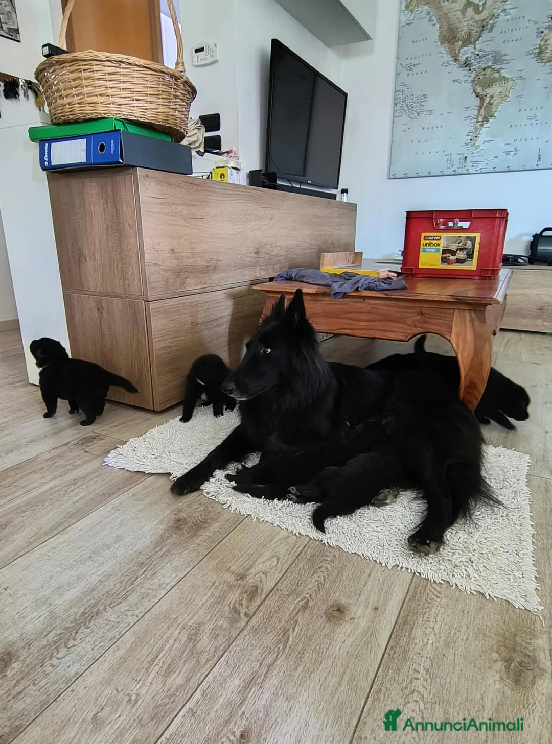 Pastore Belga cani in vendita: Cuccioli pastore belga Groenendael - Annuncio 1