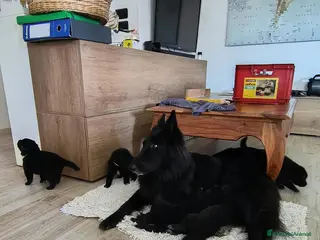 Pastore Belga cani Cuccioli pastore belga Groenendael - Annuncio 19
