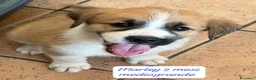 Meticcio cani in regalo: Meticci dolcissimi da adottare  a Provincia di Pavia - Annuncio 1