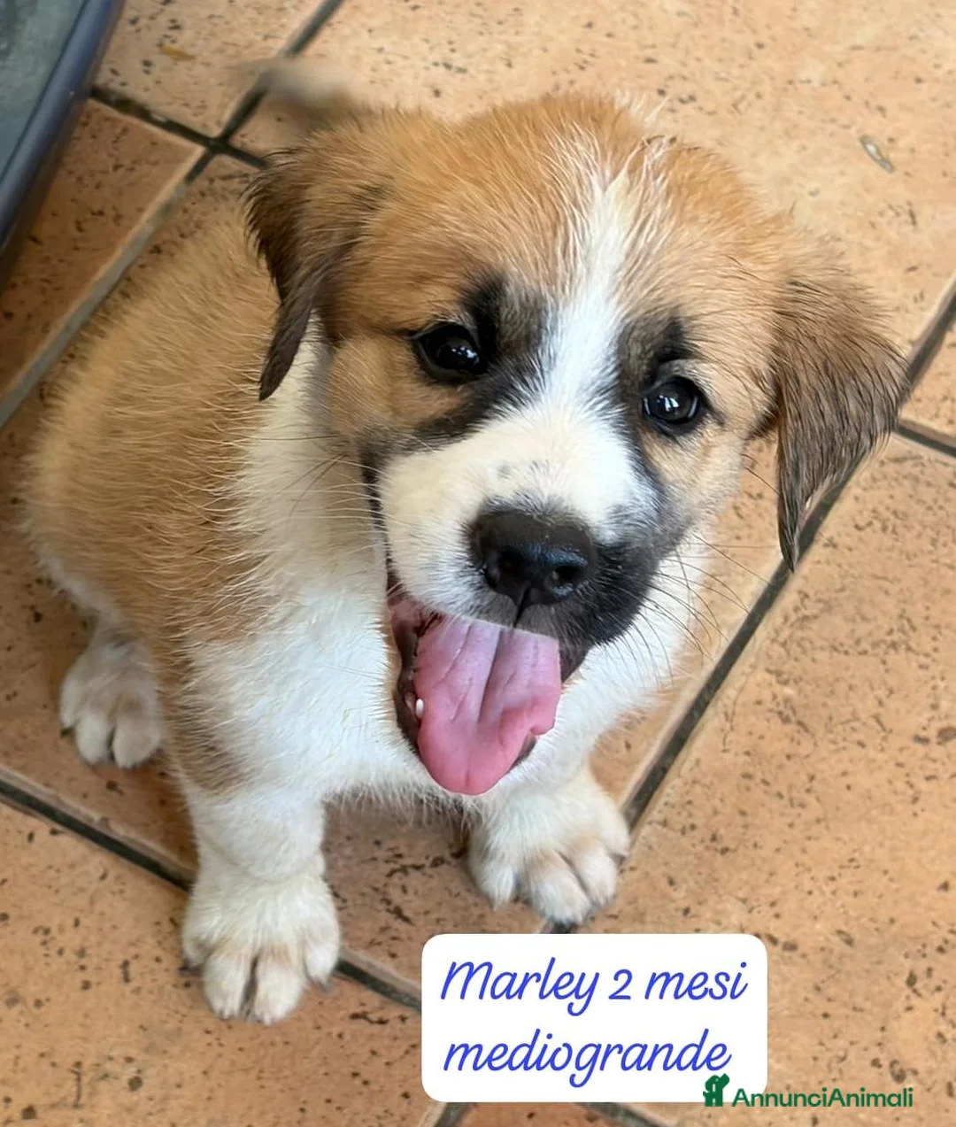 Meticcio cani in regalo: Meticci dolcissimi da adottare  a Provincia di Pavia - Annuncio 1