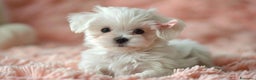 Maltese cani in vendita: Cuccioli di maltese con pedigree ENCI  - Annuncio 7