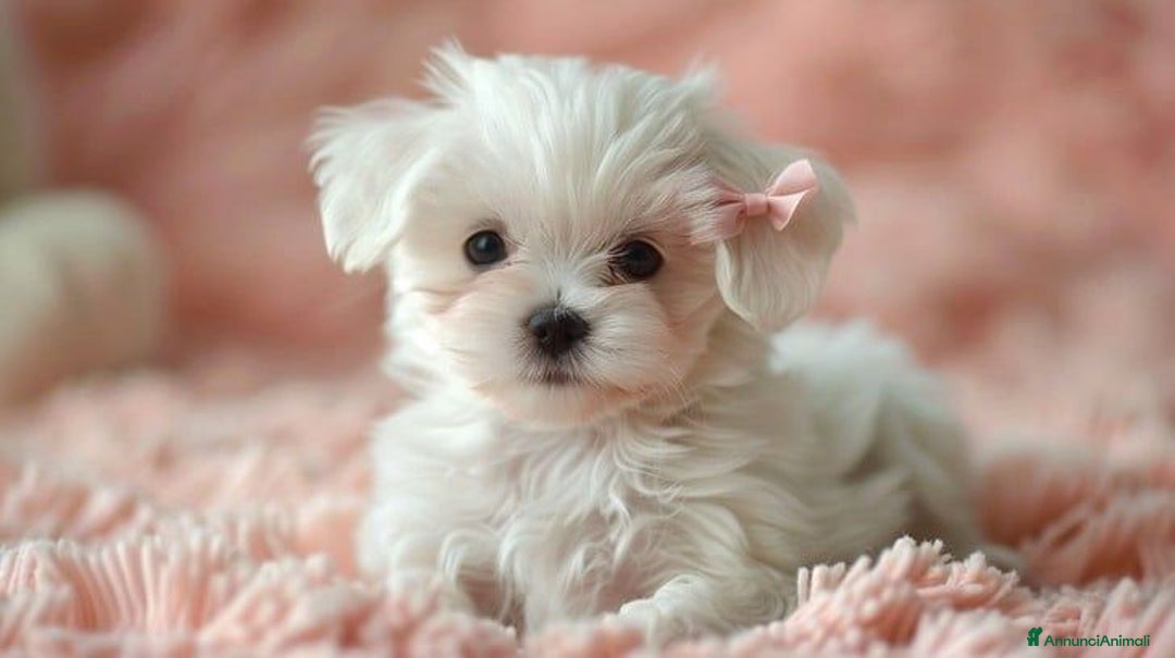 Maltese cani in vendita: Cuccioli di maltese con pedigree ENCI  - Annuncio 7