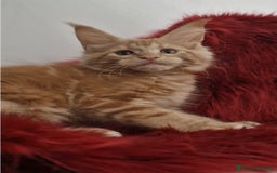 Maine Coon gatti in vendita: Cuccioli maine coon - Immagine 4