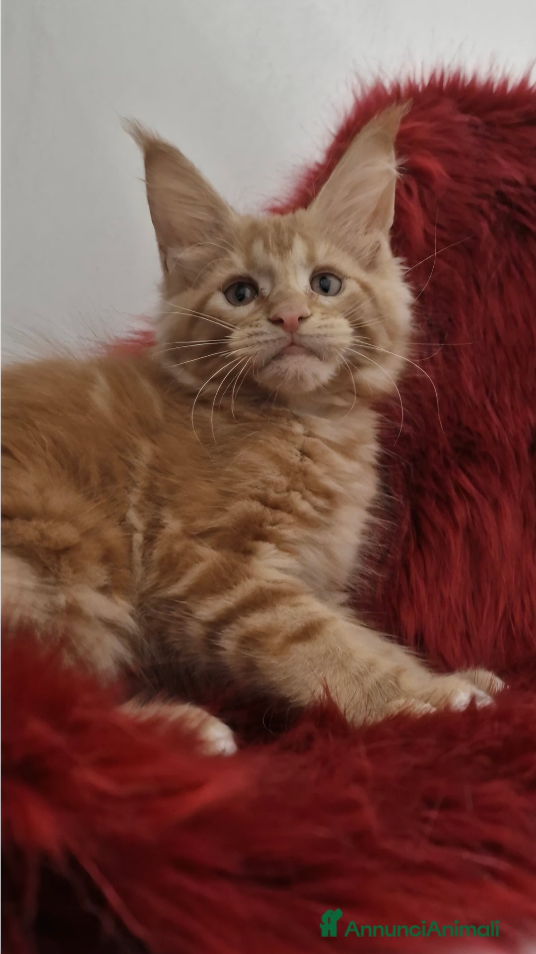 Maine Coon gatti in vendita: Cuccioli maine coon - Immagine 4