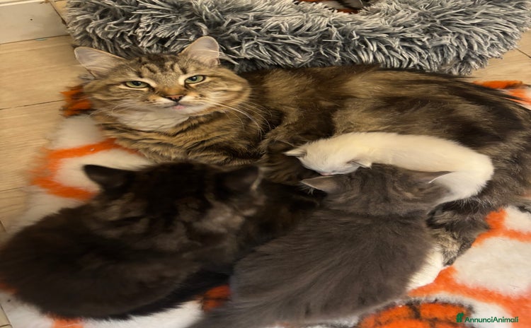 Siberiano gatti Siberiano gattino ipoallergenici - Annuncio 2