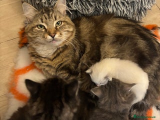 Siberiano gatti Siberiano gattino ipoallergenici - Annuncio 13