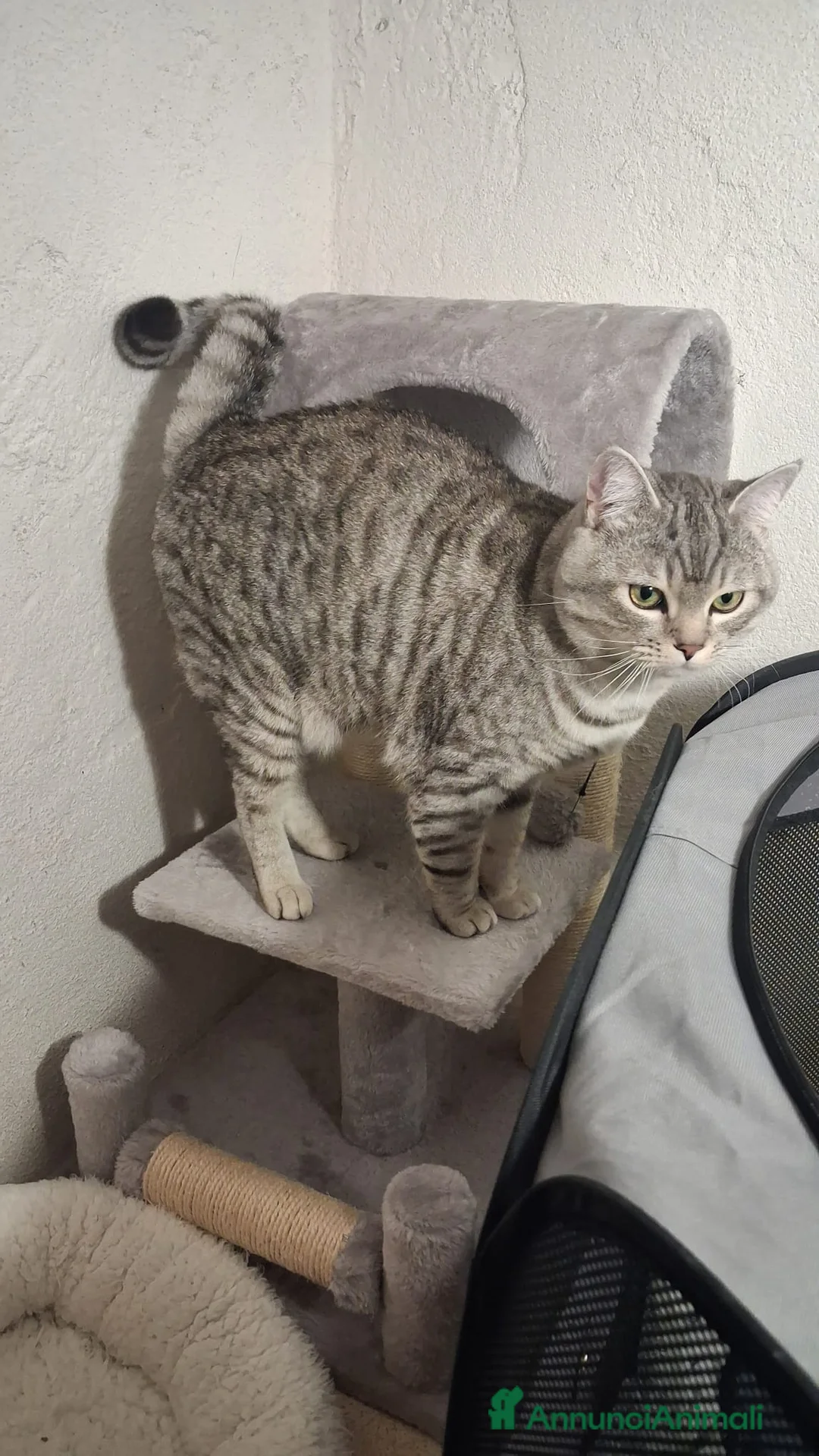 Meticcio gatti in regalo: GATTO ADULTO - Annuncio 4