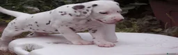 Dalmata cani in vendita: Cuccioli dalmata a Provincia autonoma di Trento - Annuncio 3