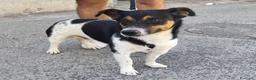 Meticcio cani in regalo: BOBBY mix jack Russell 3 anni - Annuncio 1