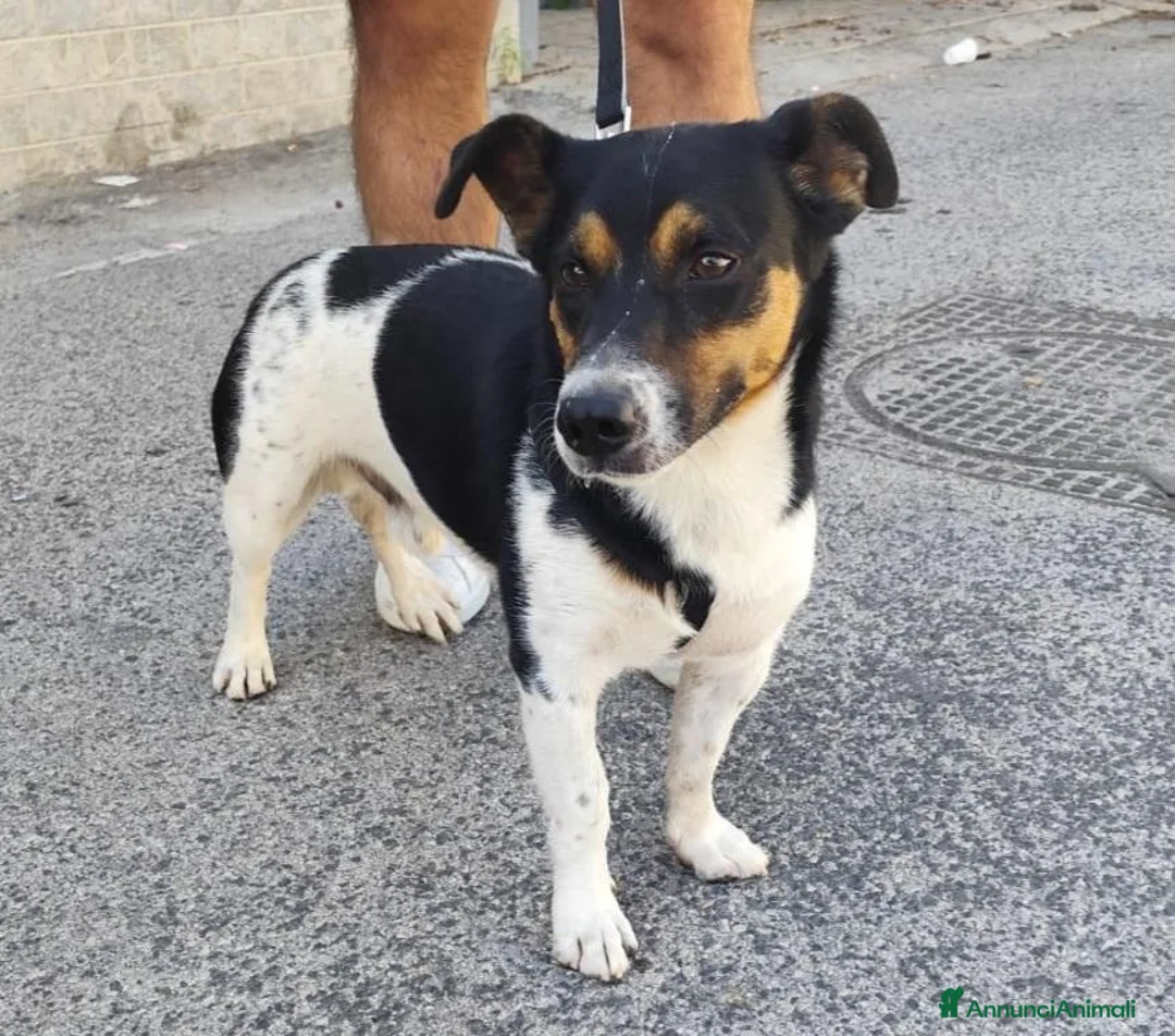 Meticcio cani in regalo: BOBBY mix jack Russell 3 anni - Annuncio 1