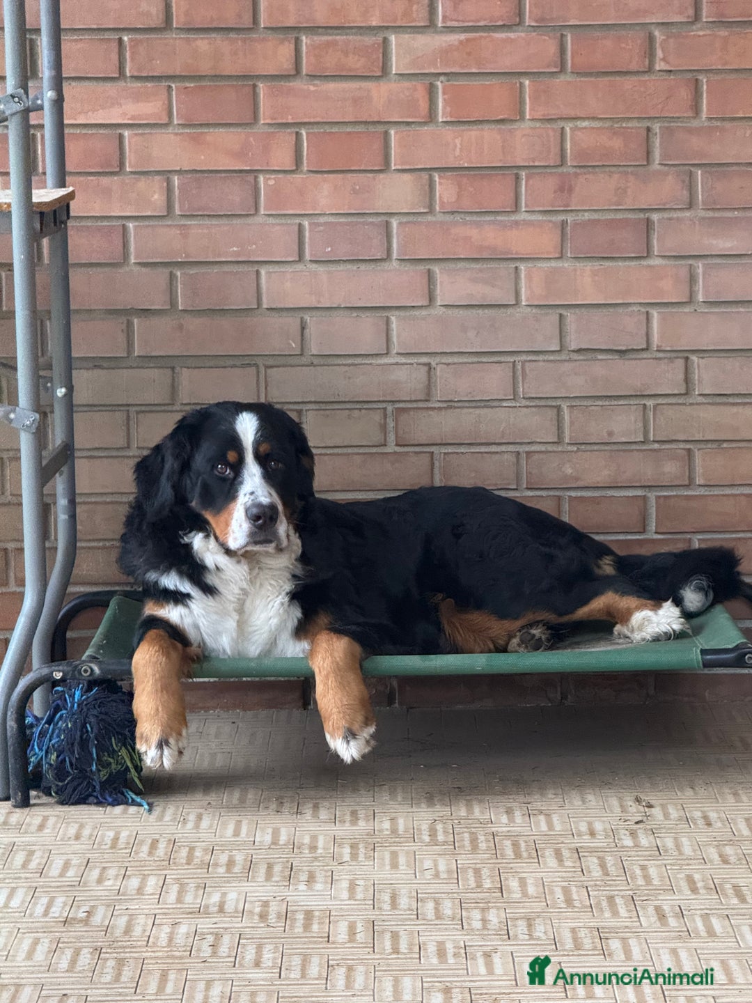 Bovaro del Bernese cani in vendita: Cuccioli Bernese da famiglia (privati) - Annuncio 2