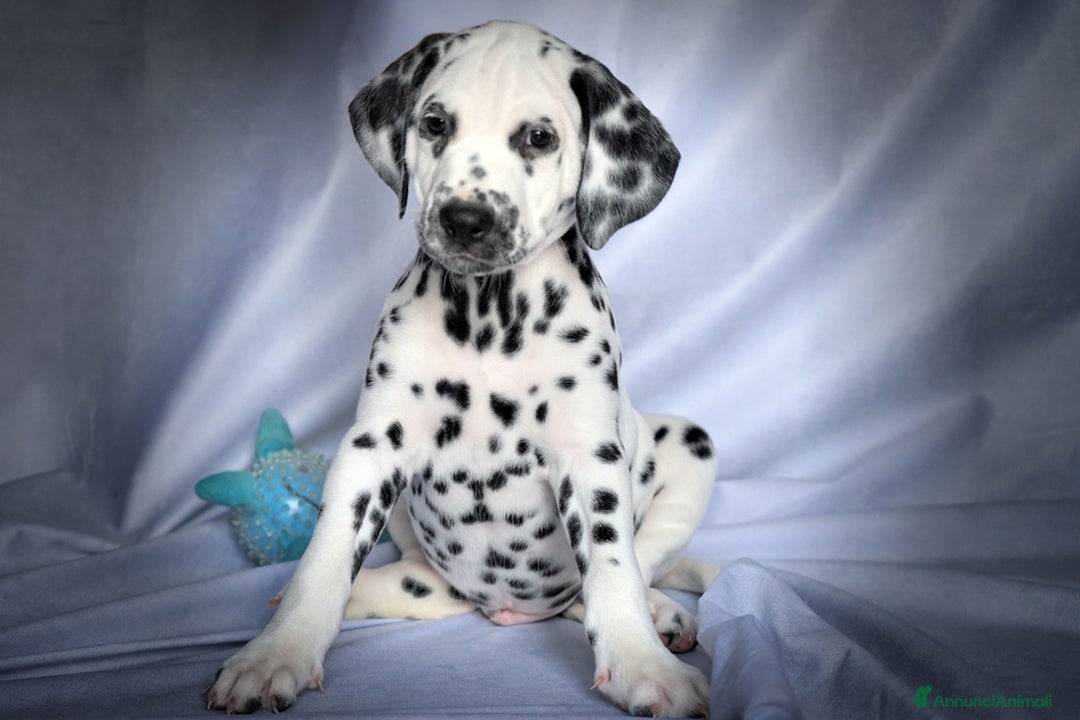 Dalmata cani in vendita: Cuccioli di razza dalmata alta genealogia - Annuncio 2