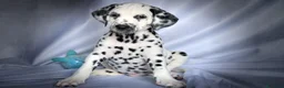 Dalmata cani in vendita: Cuccioli di razza dalmata alta genealogia - Annuncio 2