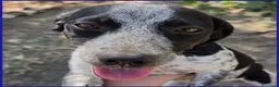 Meticcio cani in regalo: COPIA DOLCE CUCCIOLOTTA 6 MESI ASPETTA UNA MAMMA U - Annuncio 5