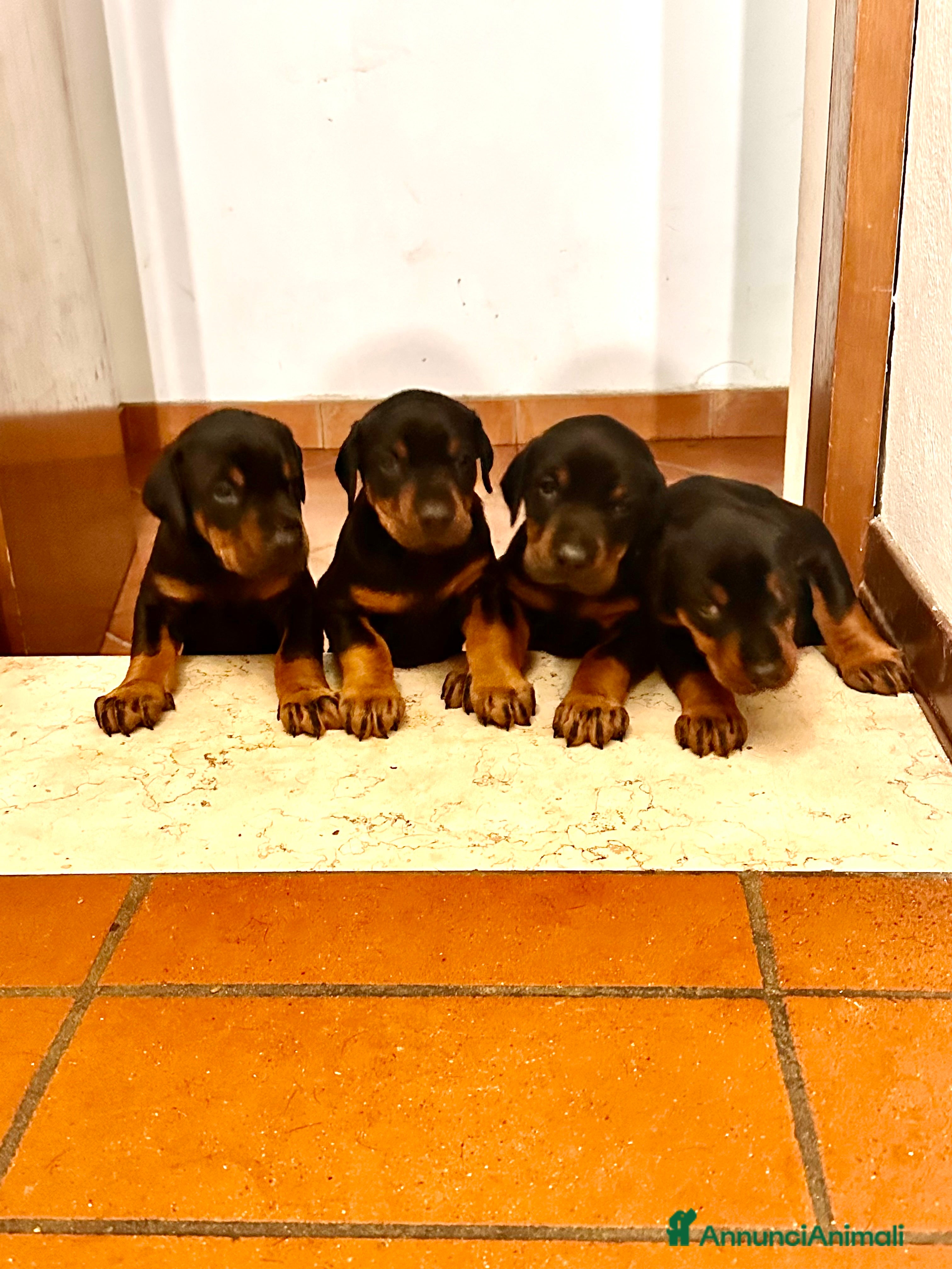 Dobermann cani cucciole dobermann  - Annuncio 3