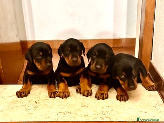 Dobermann cani cucciole dobermann - Annuncio 8