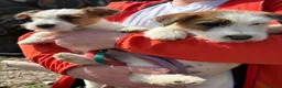 Jack Russell cani in vendita: Jack Russel  - Annuncio 1