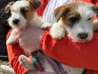 Jack Russell cani Jack Russel - Annuncio 1