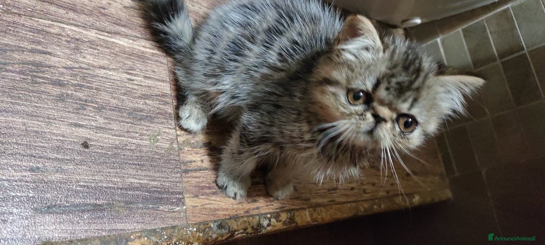 Exotic Shorthair gatti in vendita: Cuccioli Exotic e Persiani - Annuncio 4