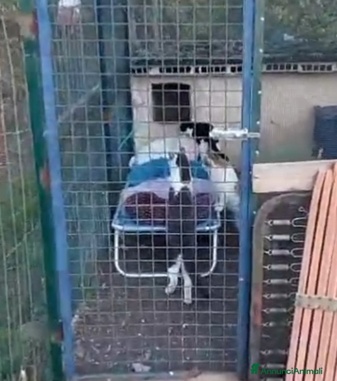 Europeo gatti in regalo: Gattine 7mesi FELV+ VIVONO IN RECINTO.URGENTE ROMA - Annuncio 4