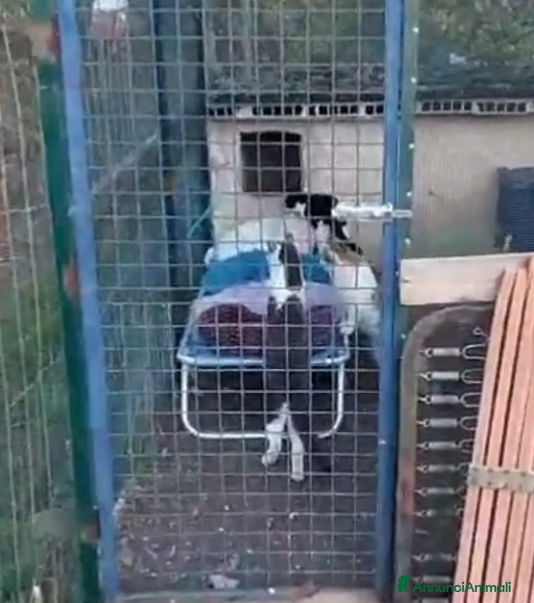 Europeo gatti in regalo: Gattine 7mesi FELV+ VIVONO IN RECINTO.URGENTE ROMA - Annuncio 4