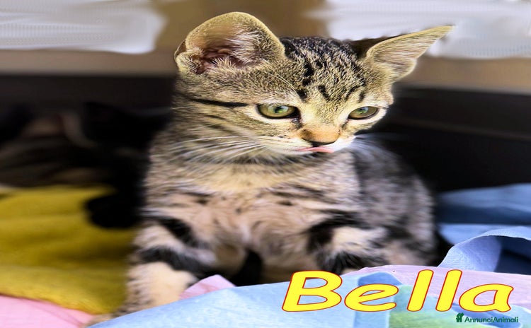 Europeo gatti - Annuncio 6