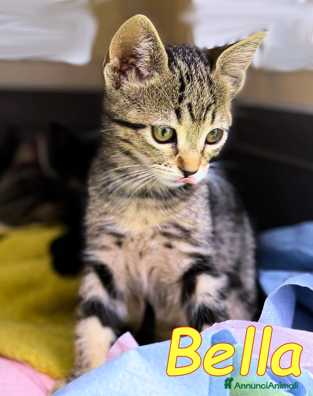 Europeo gatti in regalo: ADOZIONE PER BELLA ❤ - Annuncio 1