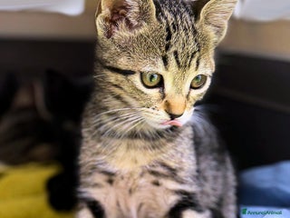 Europeo gatti ADOZIONE PER BELLA ❤ - Annuncio 42