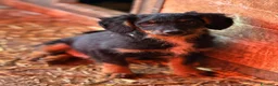 Meticcio cani in regalo: ZAYN, il cucciolo più affettuoso della terra! - Annuncio 3