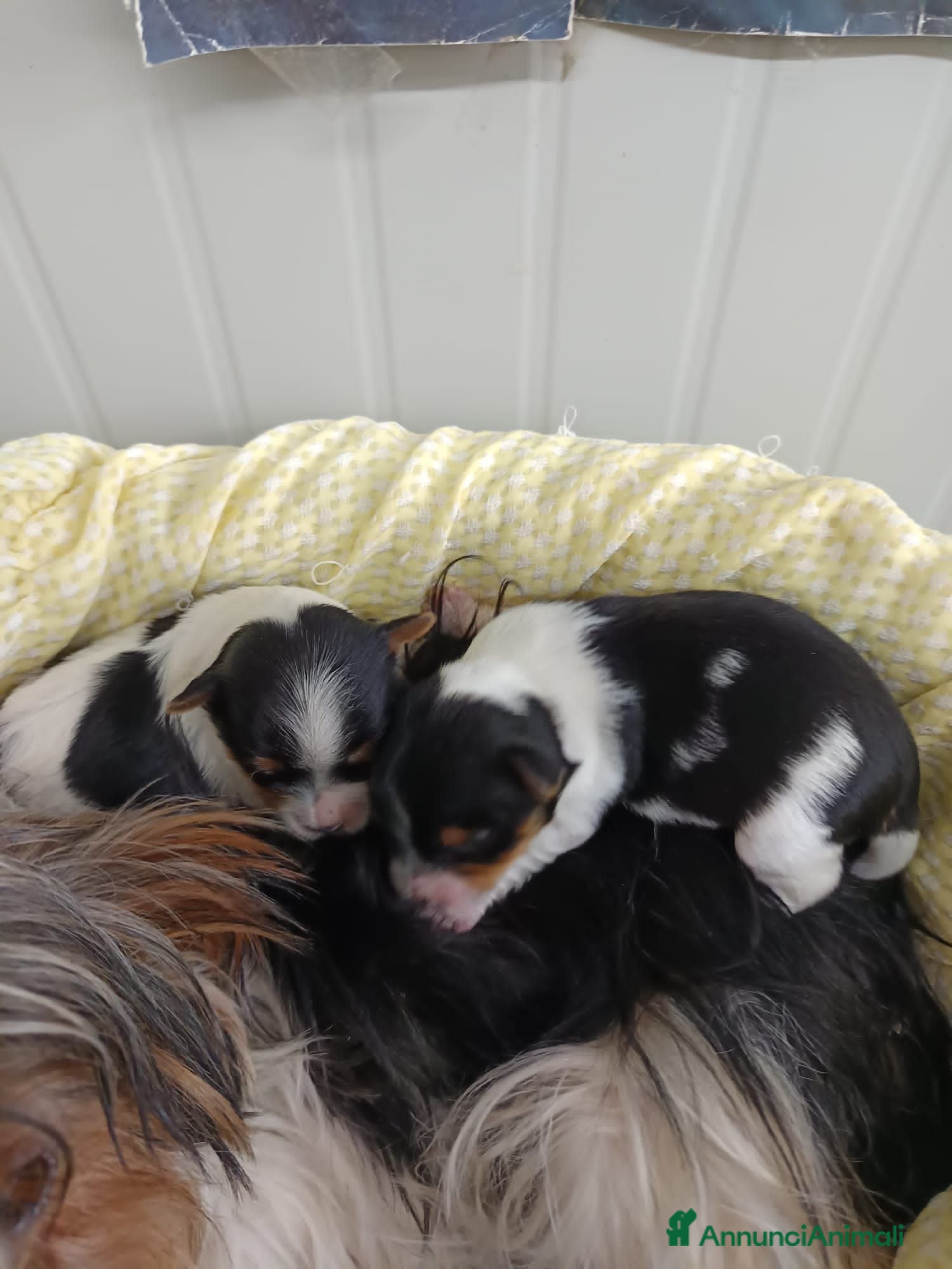 Biewer Terrier cani in vendita: BIEWER TERRIER YORKSHIRE TRICOLORE TAGLIA PICCOLA  - Annuncio 1