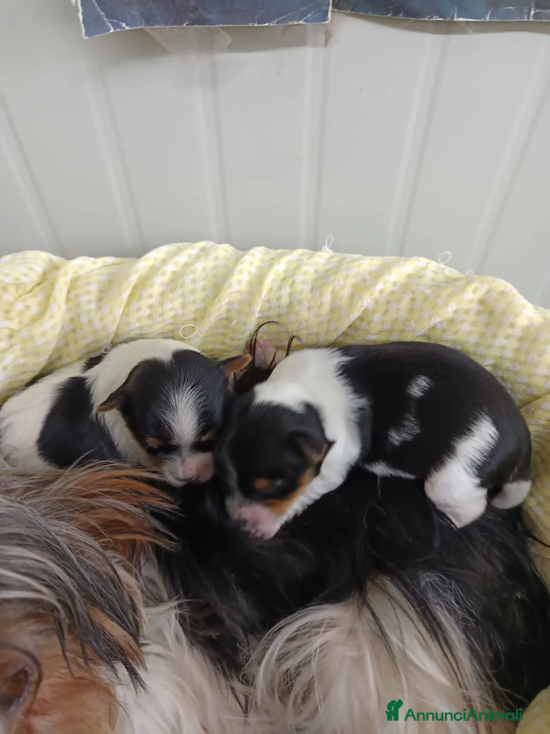 Biewer Terrier cani in vendita: BIEWER TERRIER YORKSHIRE TRICOLORE TAGLIA PICCOLA  a Provincia di Vicenza - Annuncio 1