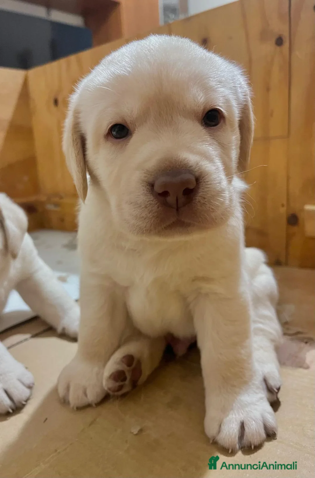 Labrador cani in vendita: Cuccioli di Labrador - Annuncio 2